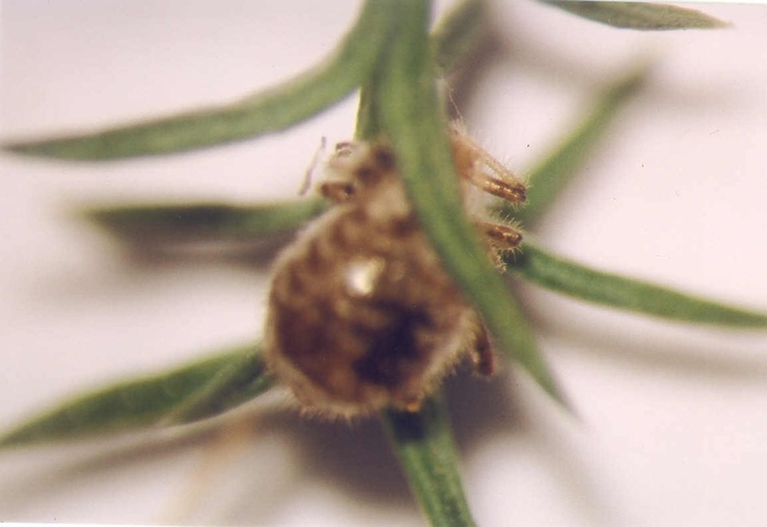 Mummies observed on leaves
