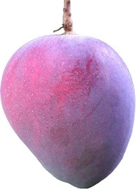 Mangue cv. Heidi.