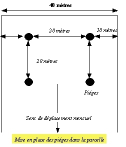 Mise en place des pièges dans la parcelle