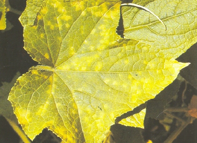 Feuille de concombre attaquée par le mildiou (début d'attaque)