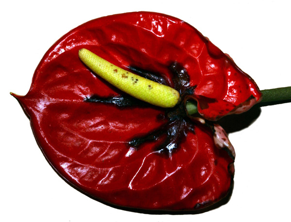 Taches brunes sur spathe d'anthurium.