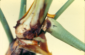 Brunissement du pétiole au point d’insertion sur la tige.