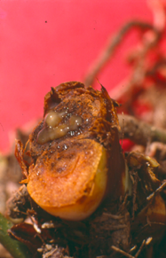 Exsudat bactérien (mucus de teinte jaunâtre) sur une section de tige malade.