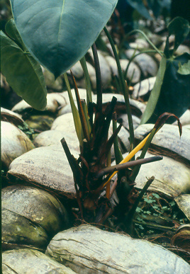 Exsudat bactérien (mucus de teinte jaunâtre) sur une section de tige malade.