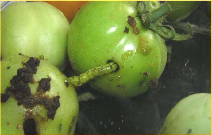 Dégât d’une chenille dans la tomate