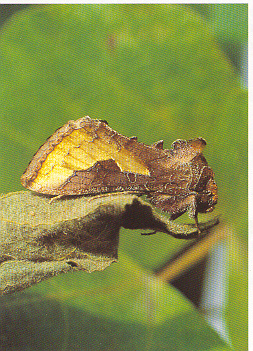 Plusia orichalcea, adulte