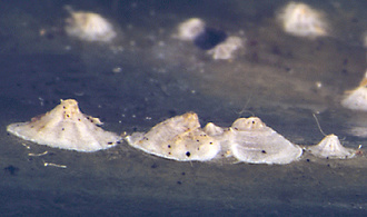 Adultes et larve de 2Â° stade de la cochenille de la vanille