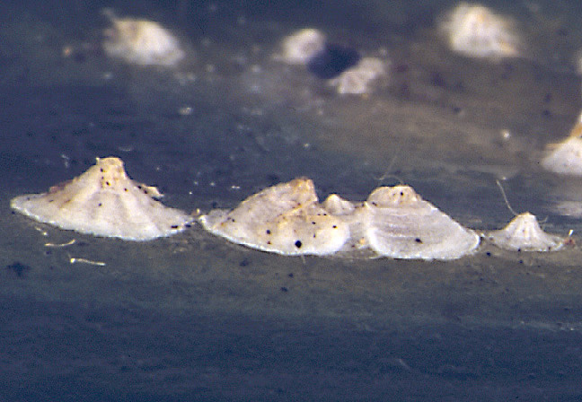 Adultes et larve de 2Â° stade de la cochenille de la vanille