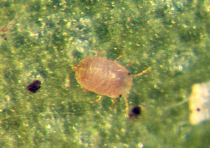 Larve de 1er stade mobile