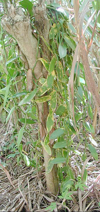 DégÃ¢ts de la cochenille de la vanille