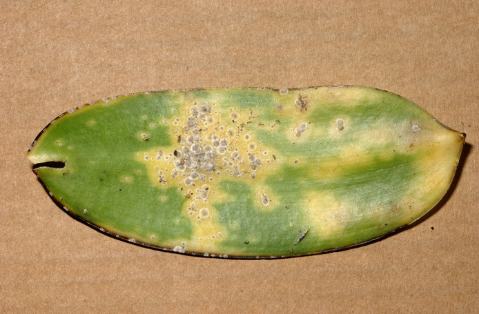 Symptômes provoqués par la cochenille sur feuille