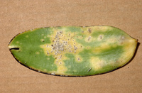 Symptômes provoqués par la cochenille sur feuille