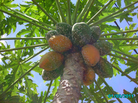 Cochenille sur papayer à l'île de la Réunion (Petite-Ile). © D. Pastou, FDGDON
