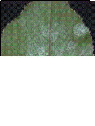 Feuillage d'Acalypha présentant une forte infestation : feuilles luisantes et collantes.
