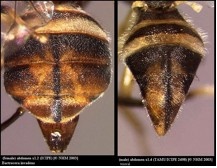 Abdomen de Bactrocera invadens.