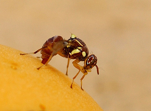 Femelle de Bactrocera zonata en train de pondre. A ne pas confondre avec l'espèce Bactrocera invadens.