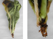 Vues générales d'une plante attaquée