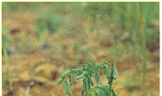 photo 1 - Femelle de C. rosa sur fruits d'agrumes (photo D. Vincenot, SUAD/CIRAD)