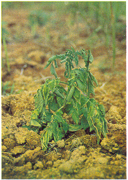 photo 1 - Femelle de C. rosa sur fruits d'agrumes (photo D. Vincenot, SUAD/CIRAD)