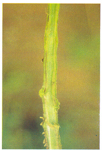 Photo 2 - Larves de C. rosa sur milieu d'élevage larvaire (photo A. Franck, CIRAD)