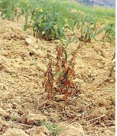 Plant de tomate attaqué par le chancre bactérien