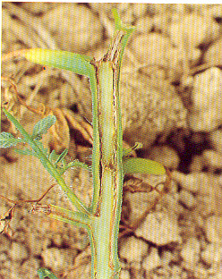 Vaisseaux bruns et détruits