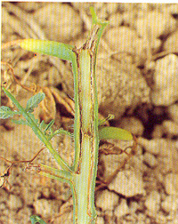 Vaisseaux bruns et détruits