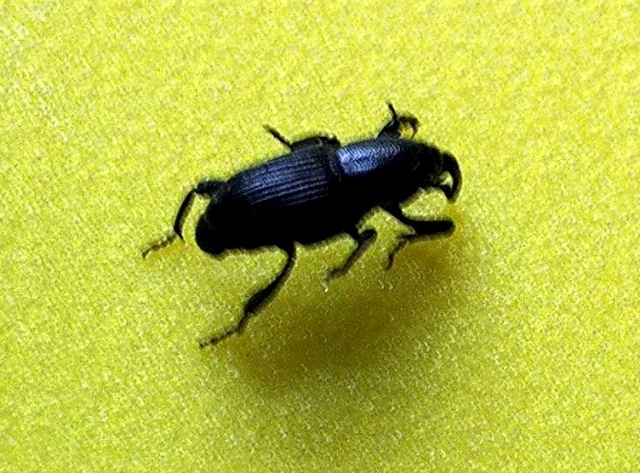 Charançon du bananier adulte