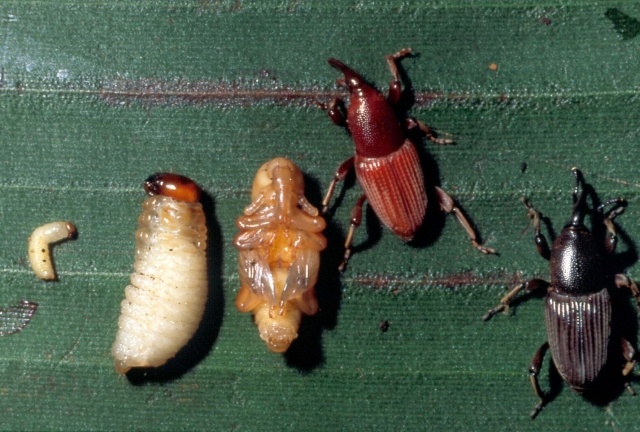 Larve et Stades du charançon