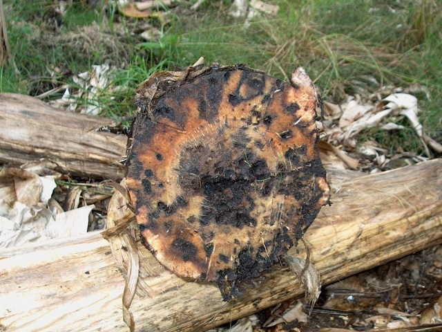 DégÃ¢ts sur pseudo tronc