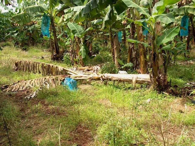 DégÃ¢ts sur pseudo tronc