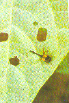 Fig1 : Adulte d’Apoderus humeralis