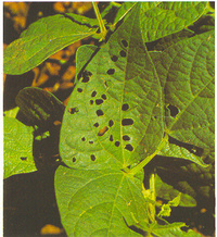 Fig 2 :Feuille de haricot troué par Apoderus humeralis