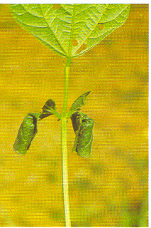 Fig 3 : Partie d’une feuille enroulée en « cigare »