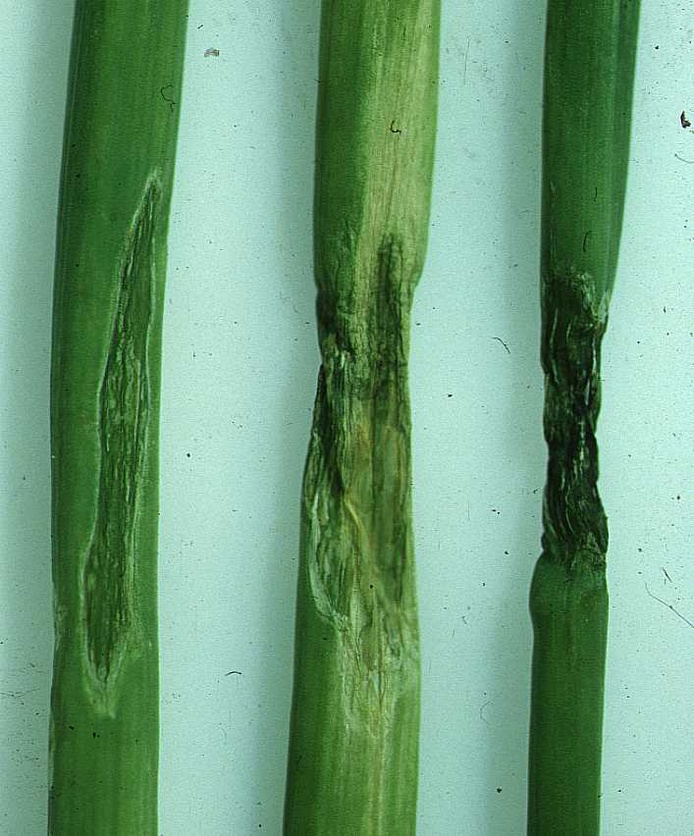 Lésions sur feuilles d'oignon.