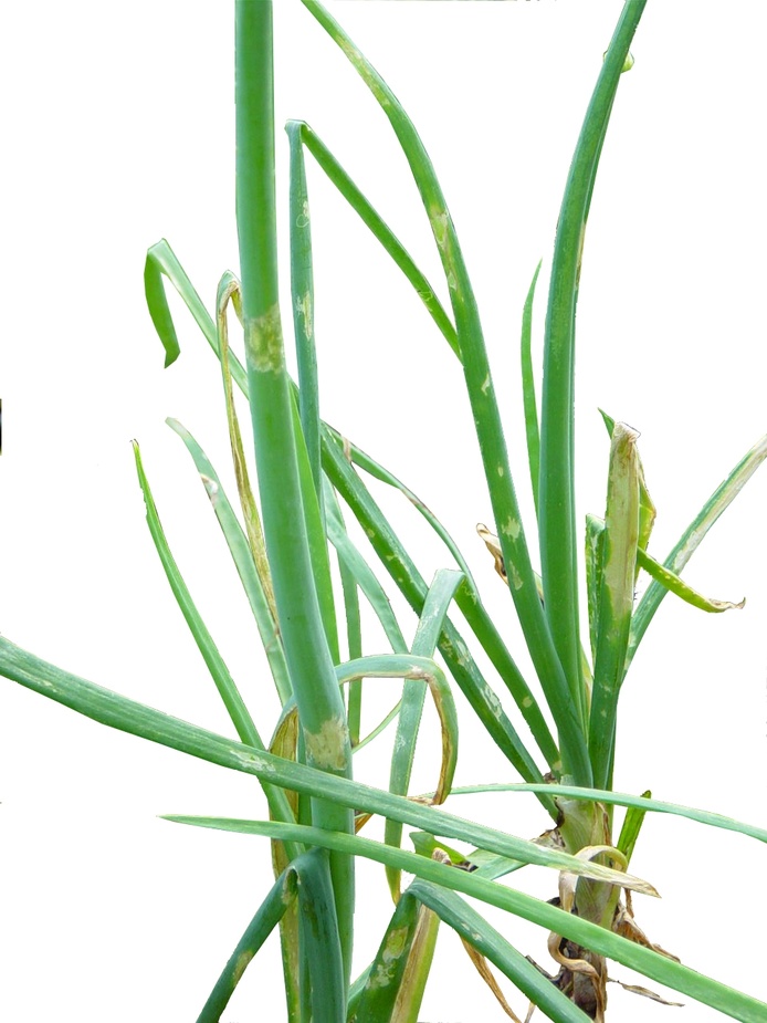 Le dépérissement bactérien de l’oignon