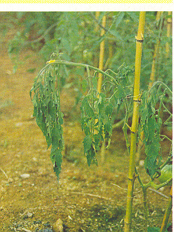 Le flétrissement bactérien de la tomate
