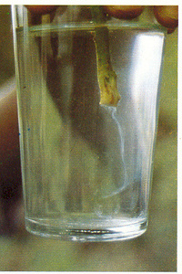 Le flétrissement bactérien de la tomate