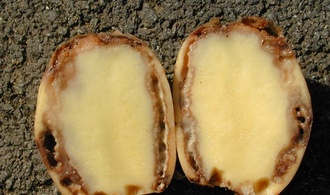 Pourriture brune de pomme de terre infectée par R. solanacearum (P. Prior)
