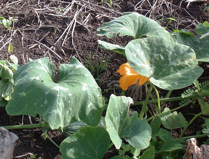 Feuilles de Cucurbitacées flétries, après infection par R. solanacearum (P. Prior)