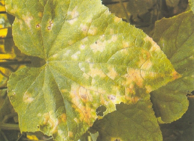 Feuille de concombre attaquée par le mildiou (nécrose)