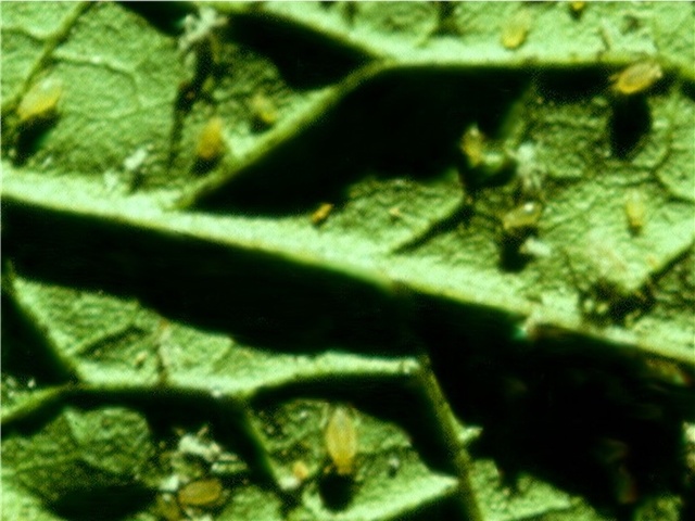 Pucerons vecteurs du ZYMV