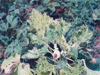 DégÃ¢ts sur feuilles