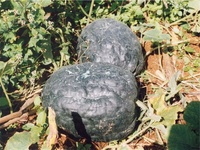 Dégats sur giraumon