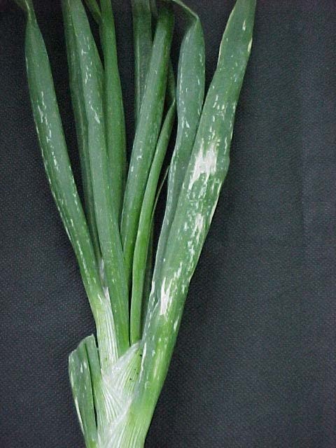 Détails des symptômes foliaires sur oignon : aspect chlorotique et nacré.