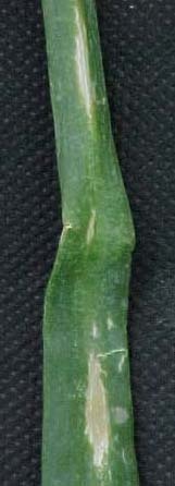 Le virus des taches jaunes de l’Iris (Iris yellow spot virus)