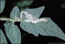Galeries sur feuille de tomate