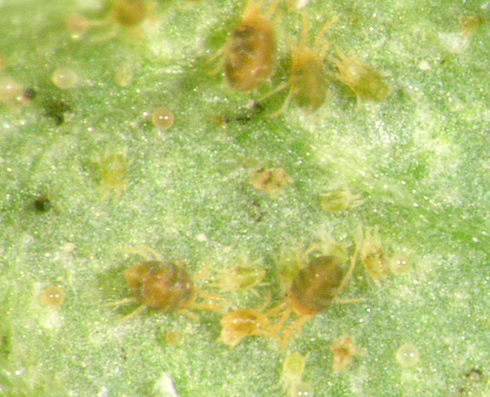 Adultes et larves de tétranyques