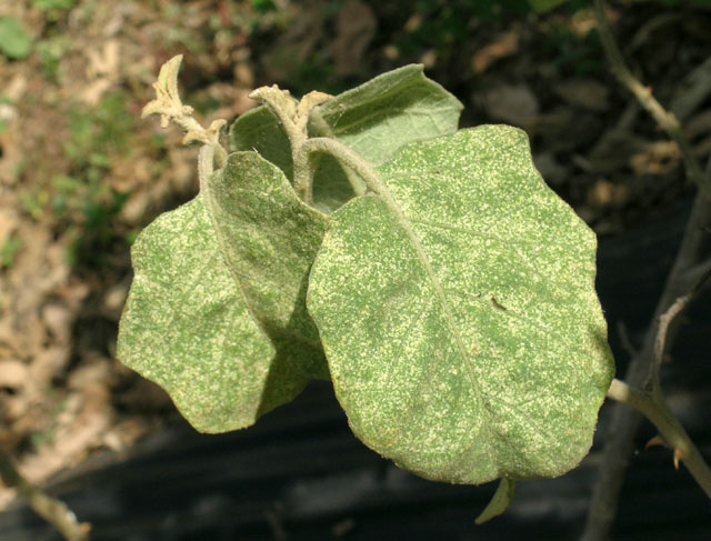 DégÃ¢ts de tétranyques sur aubergine