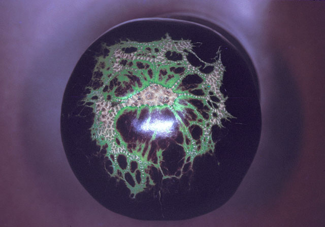 DégÃ¢t de tarsonème sur auberbine